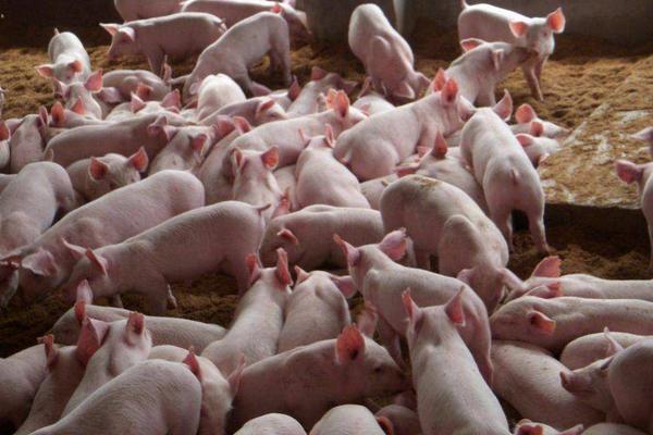 仔猪浓缩饲料配方,浓缩饲料怎么喂比较好