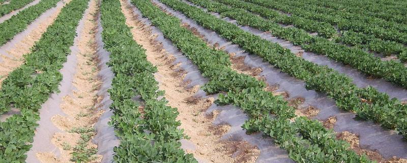 花生的种植密度,花生种植几天发芽