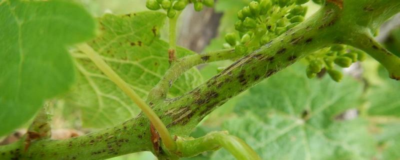 蔓枯病最有效的农药，蔓枯病是怎么引起的