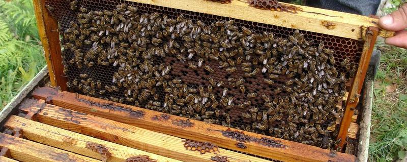 怎样收蜜蜂进箱，蜜蜂进箱后多少天可以打开巢门