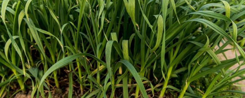 大蒜该施什么肥呀，大蒜一年四季都可以种植吗