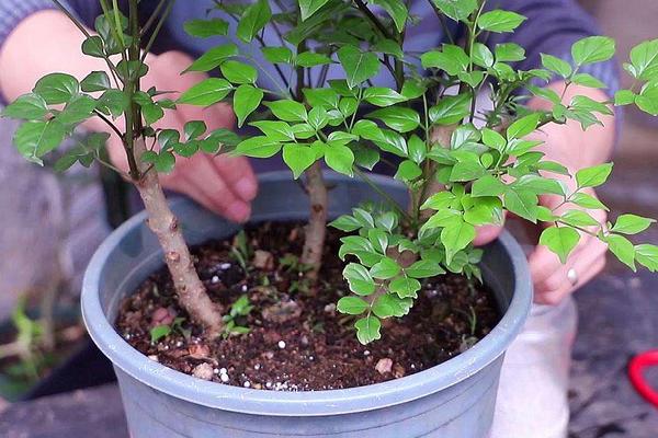 油渣最快发酵的方法,油渣发酵多长时间可以浇花