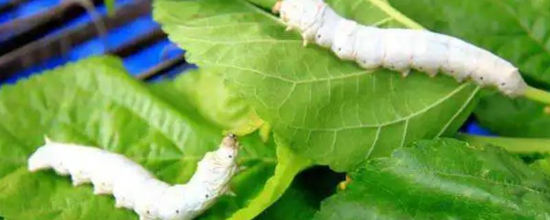 养蚕的六个小技巧,附蚕的生长过程