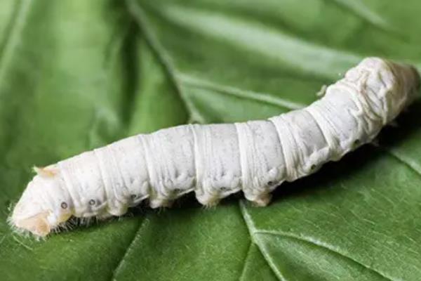 养蚕的六个小技巧,附蚕的生长过程