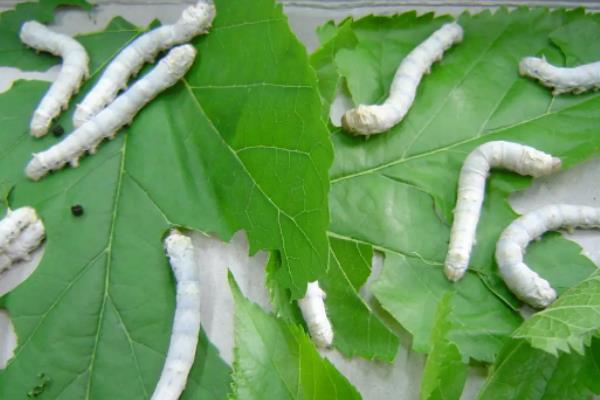 养蚕的六个小技巧,附蚕的生长过程