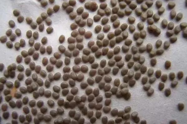 养蚕的六个小技巧,附蚕的生长过程