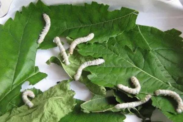 养蚕的六个小技巧,附蚕的生长过程