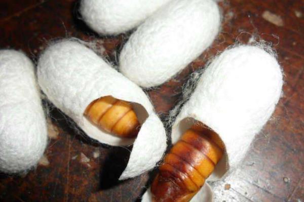 养蚕的六个小技巧,附蚕的生长过程