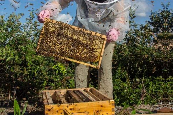 怎样收蜜蜂进箱，蜜蜂进箱后多少天可以打开巢门