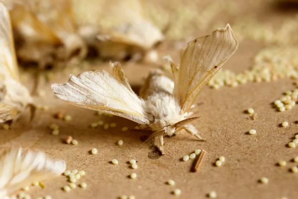 养蚕的六个小技巧,附蚕的生长过程