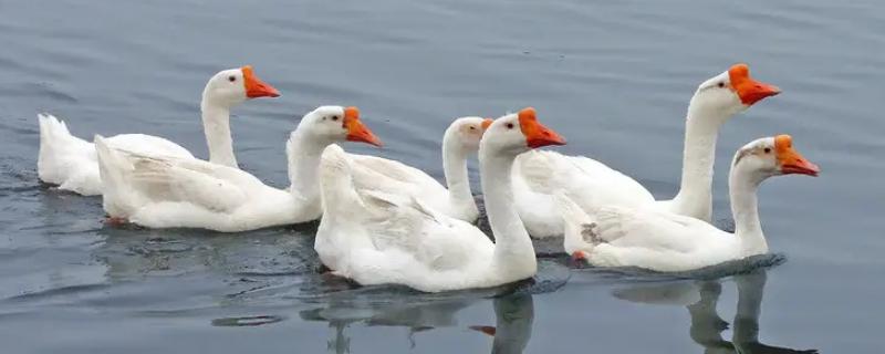 鹅为什么会哭，鹅和鸭子的区别