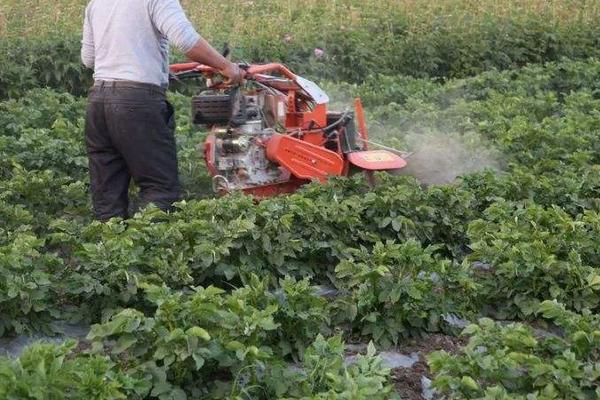 马铃薯的种植方法和时间