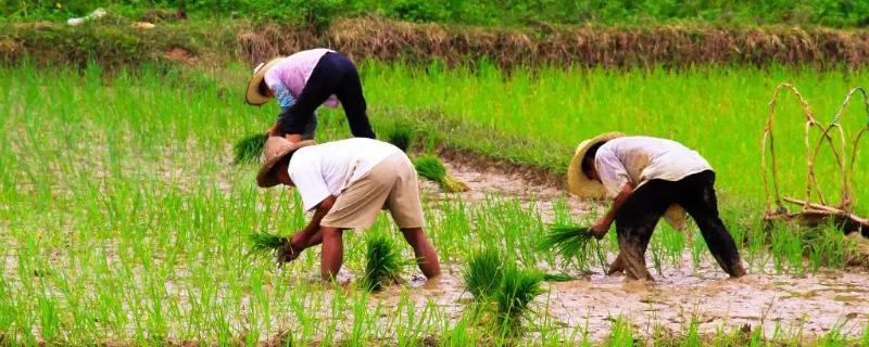 如何种地，需要用到哪些工具