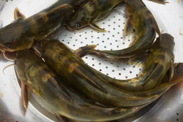 黄骨鱼亩产量多少斤