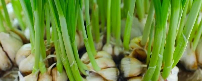 阳台种蒜苗的正确过程