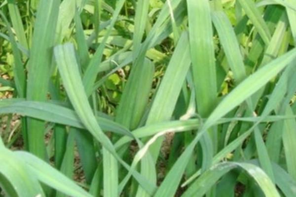 怎样使蒜苗长得粗