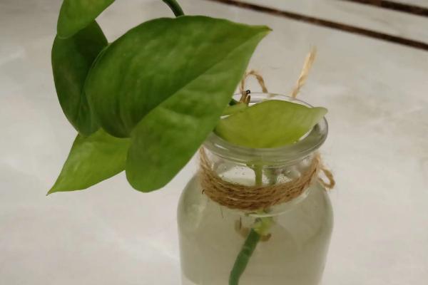 复合肥能放在水培绿萝里吗