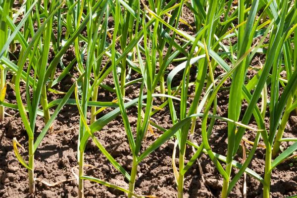 蒜苗黄叶用什么药治