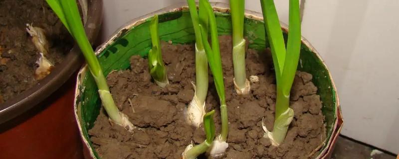 阳台种的蒜苗发黄是什么原因