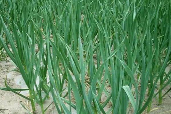 蒜苗叶尖干枯发黄是怎么回事