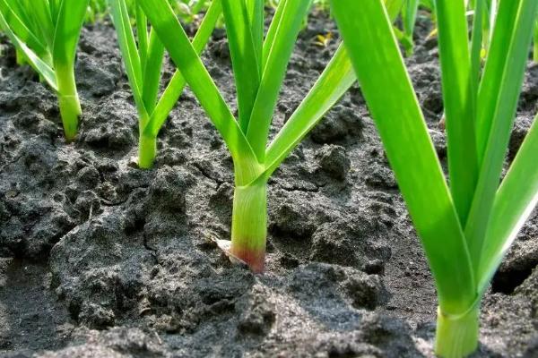 大蒜第一水用什么肥料