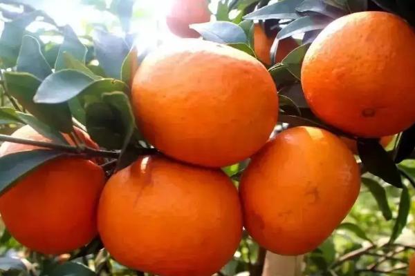 云南沃柑和广西沃柑哪个更甜