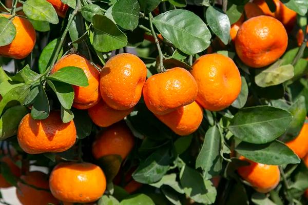 橘子树几年结果