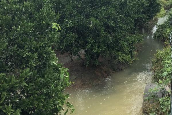 柑橘采摘后施什么肥料