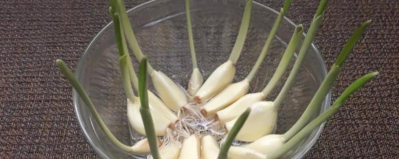 水种蒜苗的正确过程