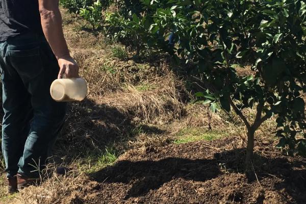 柑橘施肥技术