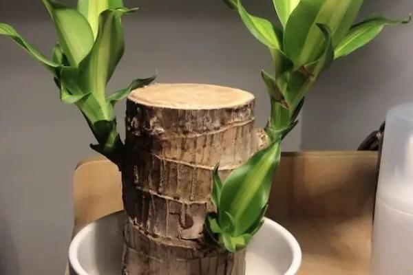 巴西木需要晒太阳吗