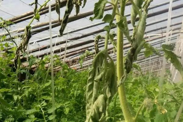 番茄病害,分别如何防治