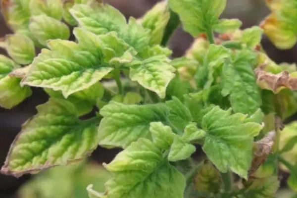 番茄病害,分别如何防治