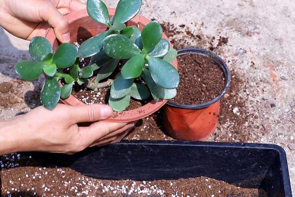 盆栽玉树的养殖方法和注意事项