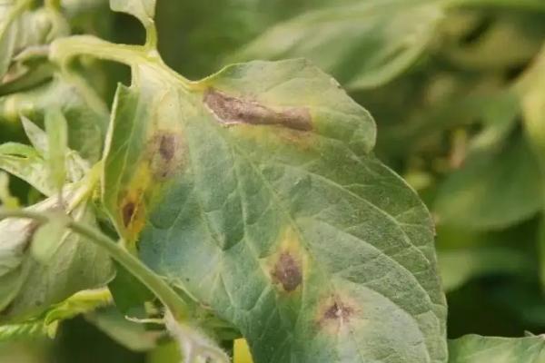 番茄病害,分别如何防治