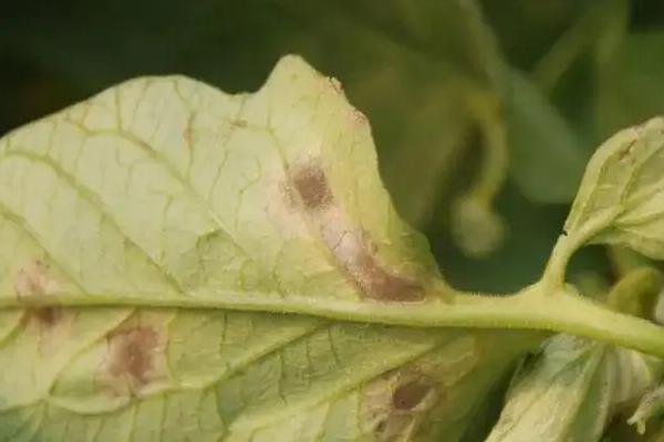 番茄病害,分别如何防治