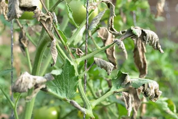 番茄病害,分别如何防治