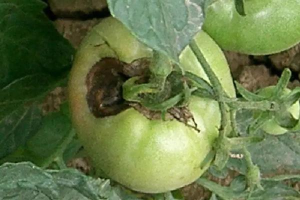 番茄病害,分别如何防治