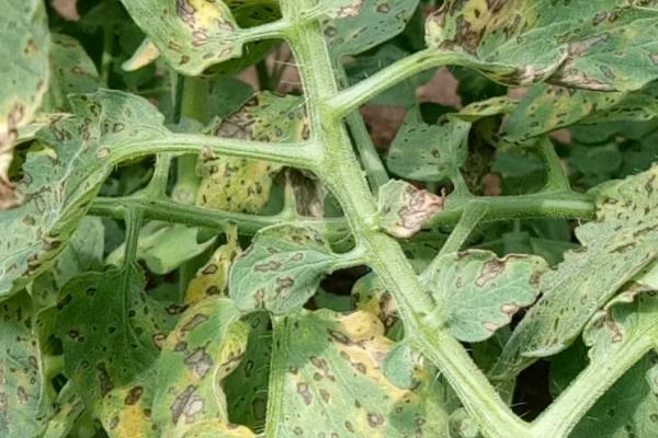 番茄病害,分别如何防治