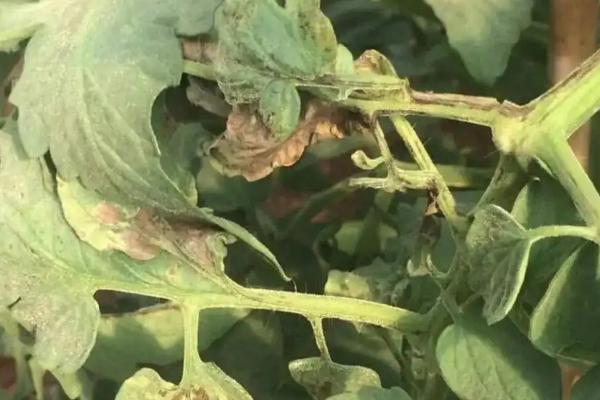 番茄病害,分别如何防治