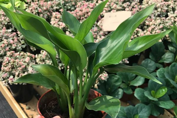 天堂鸟用什么肥料好