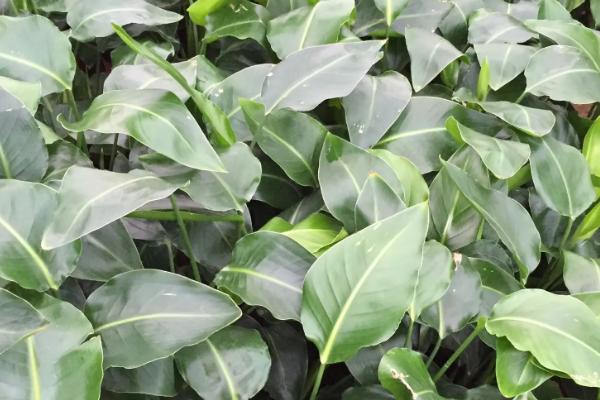 天堂鸟用什么肥料好