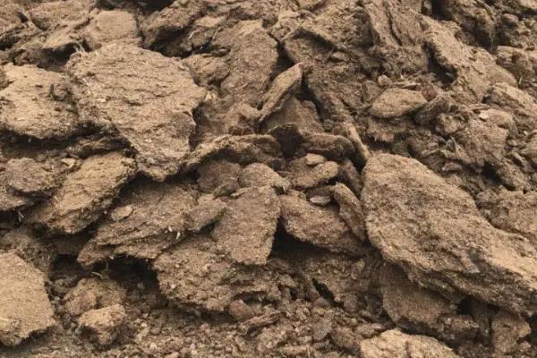 生牛粪能直接使用吗,生牛粪可以种菜吗