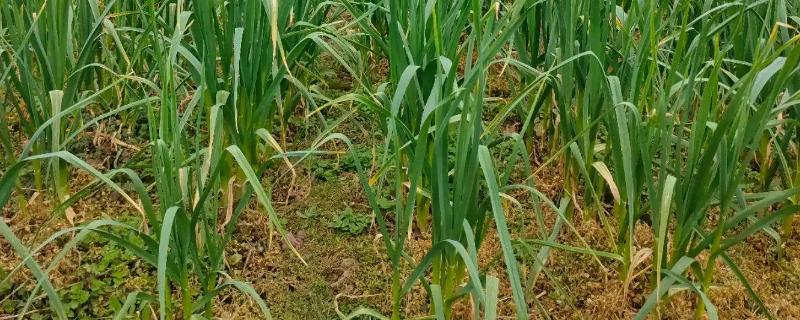 蒜苗种植方法和时间