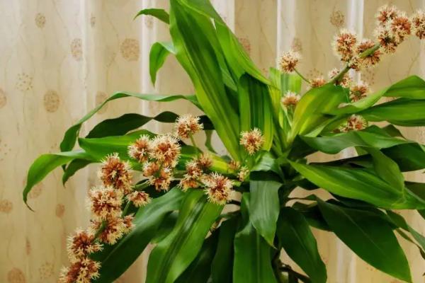 巴西木的水养殖方法