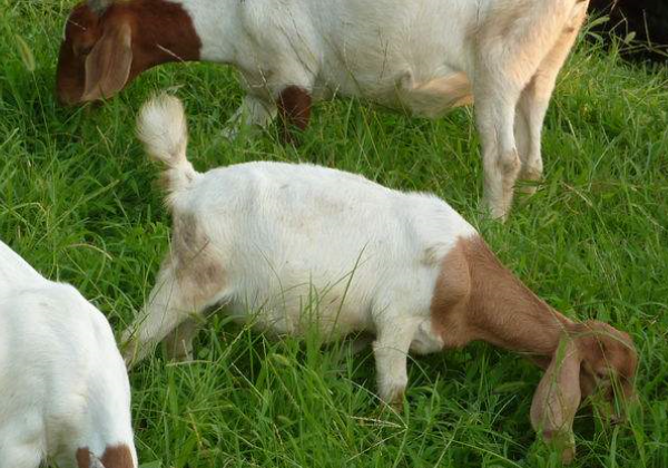 羊不吃不喝什么原因,如何防治