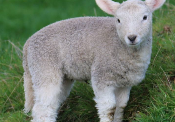 羊不吃不喝什么原因,如何防治