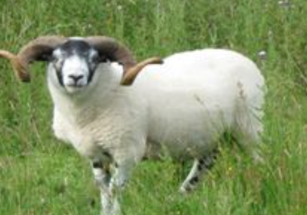 羊不吃不喝什么原因,如何防治