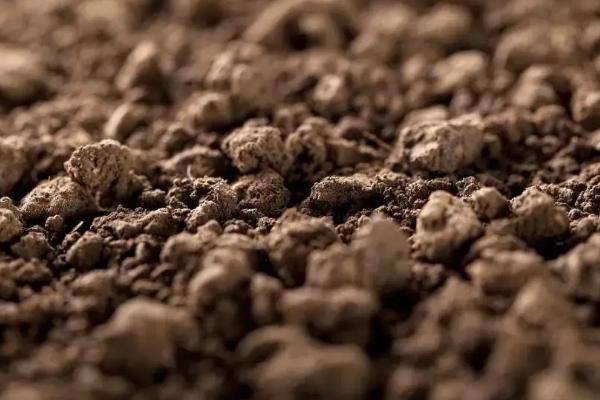 阳台种沃柑第一年怎么种