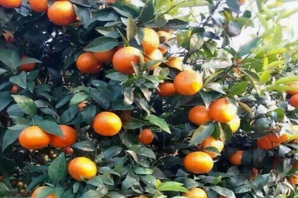 阳台种沃柑第一年怎么种